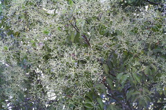 Cinnamomum malabatrum